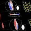 Helical magnetic fields: A universal mechanism for jet collimation?