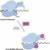 Hijacking the ribosome: New insights into how poxviruses boost ...