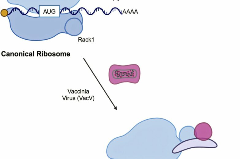 Hijacking the ribosome: New insights into how poxviruses boost ...