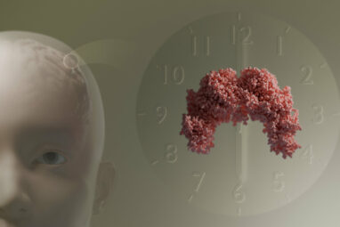 How a multitasking protein keeps the body's clock in sync