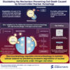 How macronucleophagy ensures survival in nitrogen-starved yeast