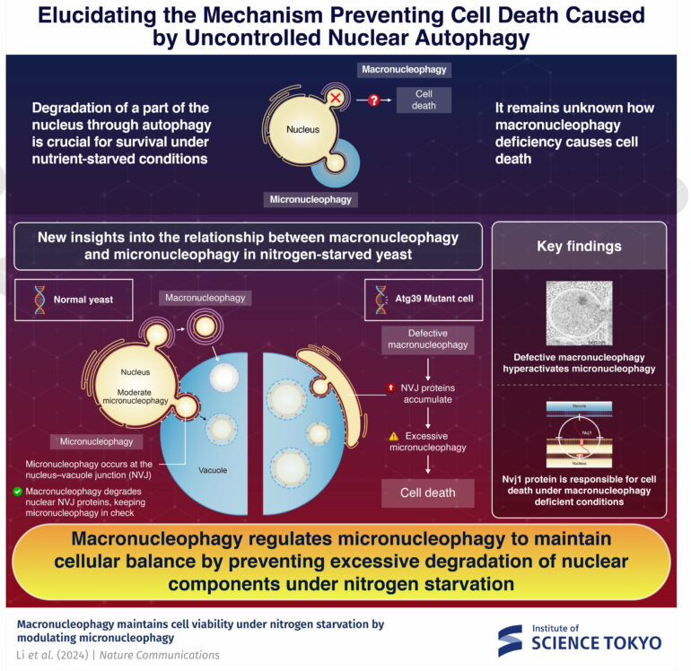 How macronucleophagy ensures survival in nitrogen-starved yeast