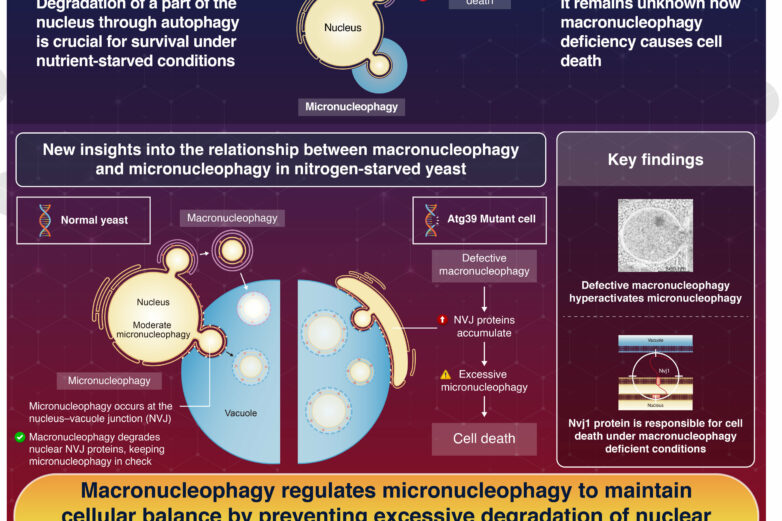 How macronucleophagy ensures survival in nitrogen-starved yeast