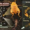 How parasitic crickets co-exist with hostile ant hosts: Distancing ...