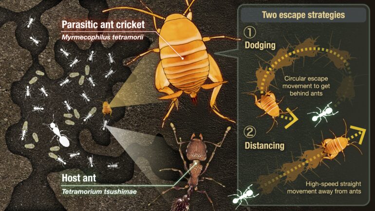 How parasitic crickets co-exist with hostile ant hosts: Distancing ...