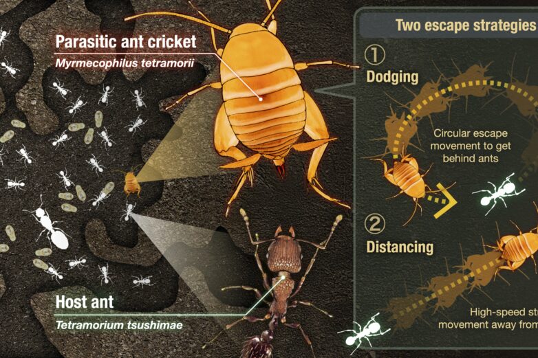 How parasitic crickets co-exist with hostile ant hosts: Distancing ...