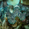 How tiny algae shaped the evolution of giant clams