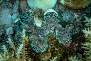 How tiny algae shaped the evolution of giant clams