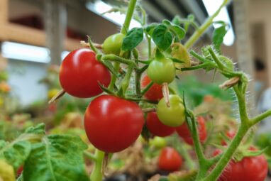 Hydrogen peroxide and the mystery of fruit ripening: 'Signal ...