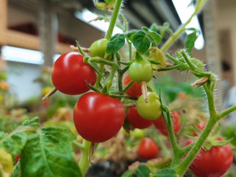 Hydrogen peroxide and the mystery of fruit ripening: 'Signal ...