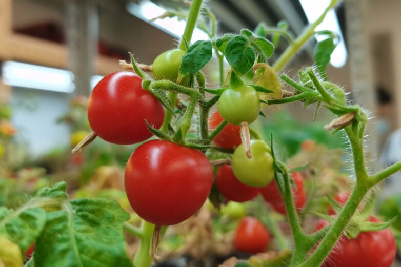 Hydrogen peroxide and the mystery of fruit ripening: 'Signal ...