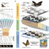 Insect-eye-inspired camera captures 9,120 frames per second