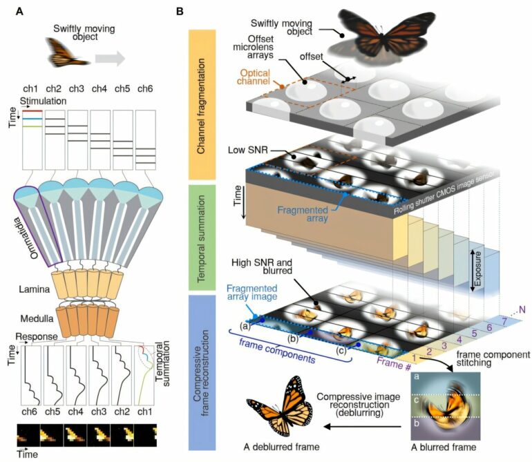 Insect-eye-inspired camera captures 9,120 frames per second