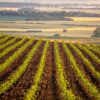 Land use and irrigation yield a change in the weather in the Corn Belt