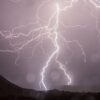 Lightning strikes make collecting a parasitic fungus prized in ...