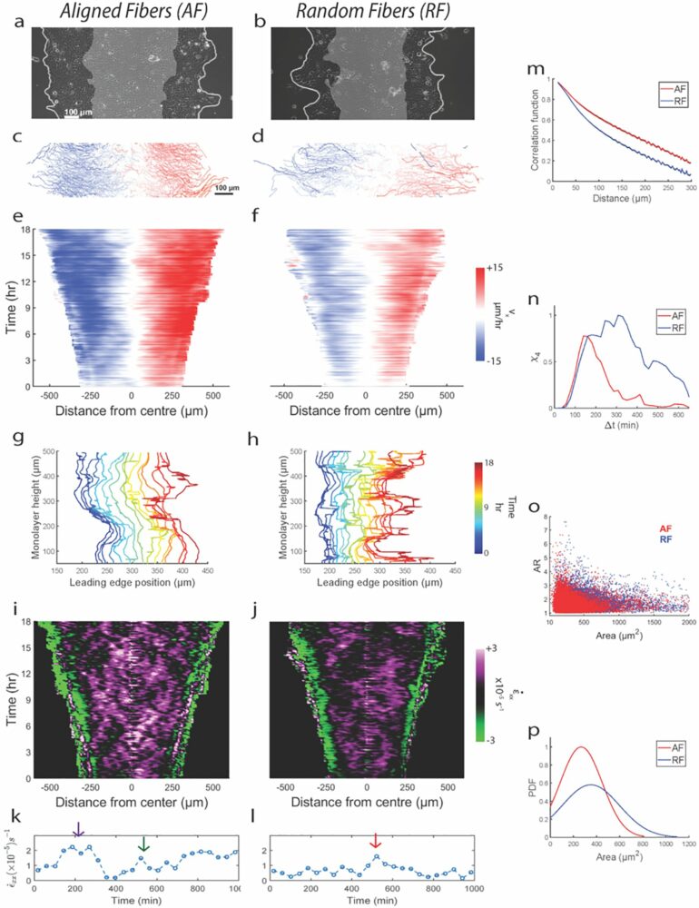 May the force not be with you: Cell migration doesn't only rely on ...