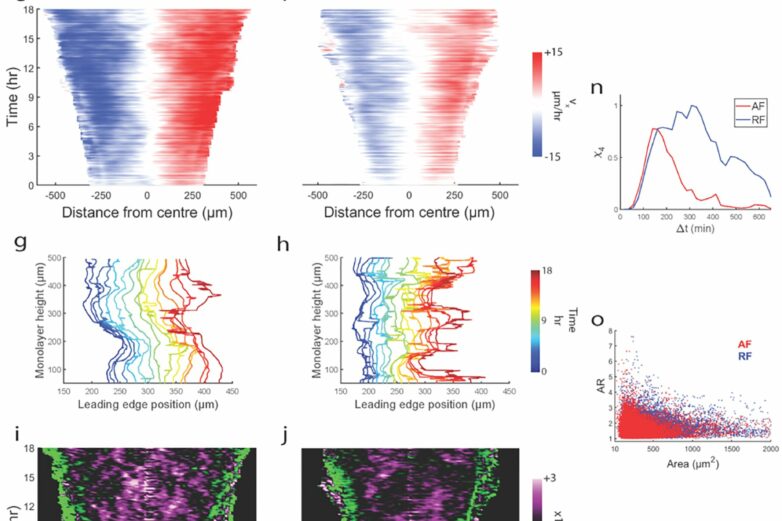 May the force not be with you: Cell migration doesn't only rely on ...