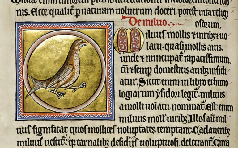 Medieval birds of prey thrived on human waste, study finds