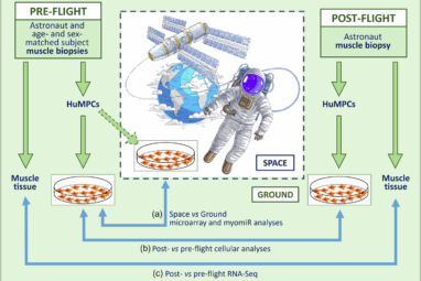 The MyoGravity project to study real microgravity effects on human ...