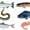 Microplastics are widespread in seafood that people eat, study ...