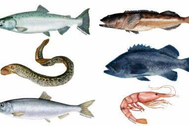 Microplastics are widespread in seafood that people eat, study ...