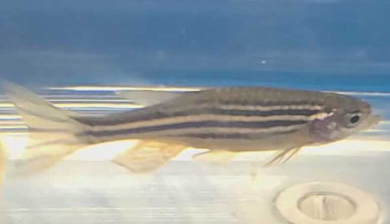 Mind's eye: How fish detect color and brightness with the brain's ...