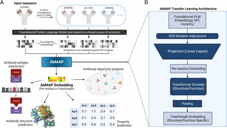 New computational model can predict antibody structures more ...