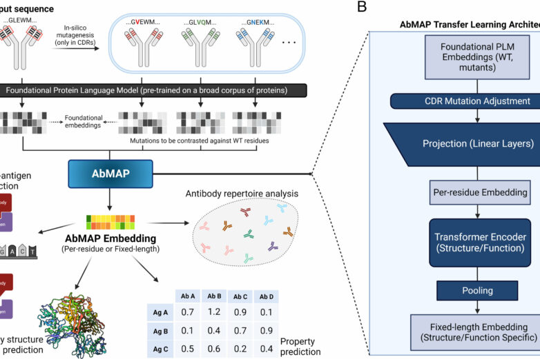 New computational model can predict antibody structures more ...