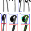 New discovery on how plants detect light and grow could result in ...