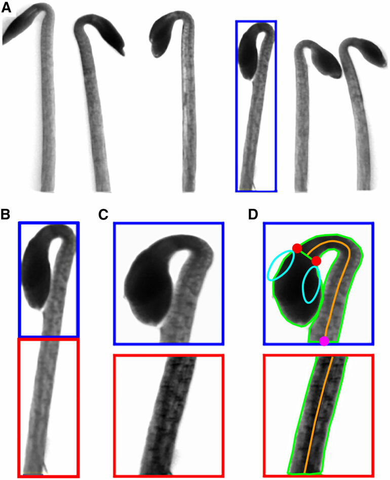 New discovery on how plants detect light and grow could result in ...