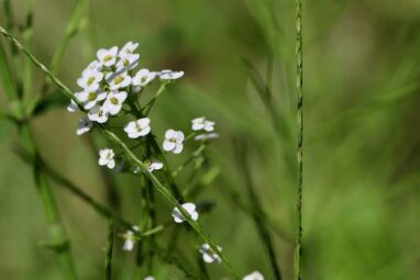 New research reveals RNA on leaves may impact microbial communities