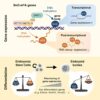 Newly discovered mechanism enables precise gene regulation by ...