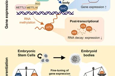 Newly discovered mechanism enables precise gene regulation by ...