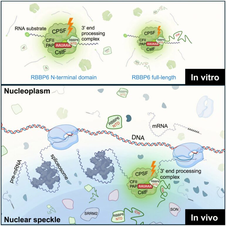 Nuclear speckles identified as key hubs for gene expression regulation