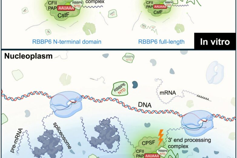 Nuclear speckles identified as key hubs for gene expression regulation