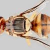 One of most important species for science': How humble fruit fly ...