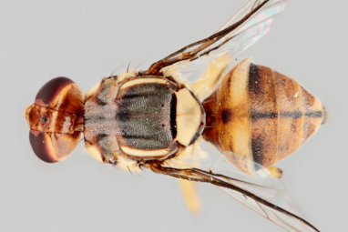 One of most important species for science': How humble fruit fly ...