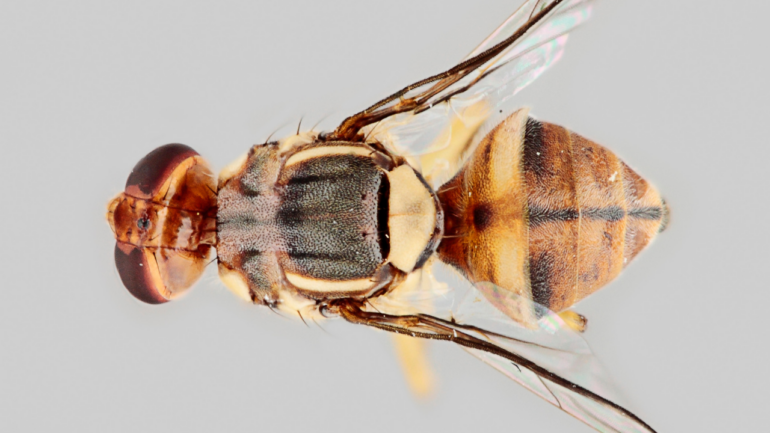 One of most important species for science': How humble fruit fly ...