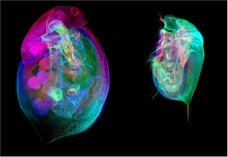 Open-access Daphnia atlas provides detailed view of sentinel ...