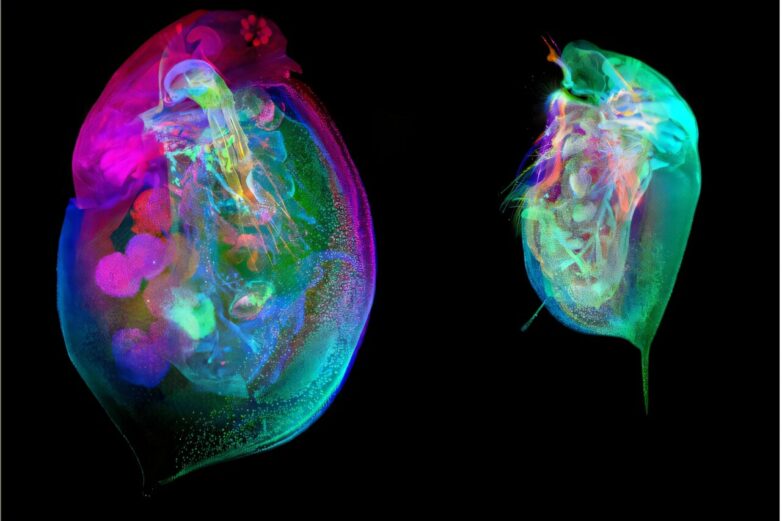 Open-access Daphnia atlas provides detailed view of sentinel ...