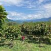 Overlooked tree crops are crucial for sustainable development ...