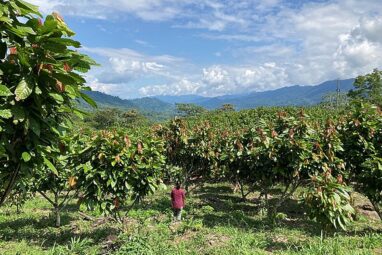 Overlooked tree crops are crucial for sustainable development ...