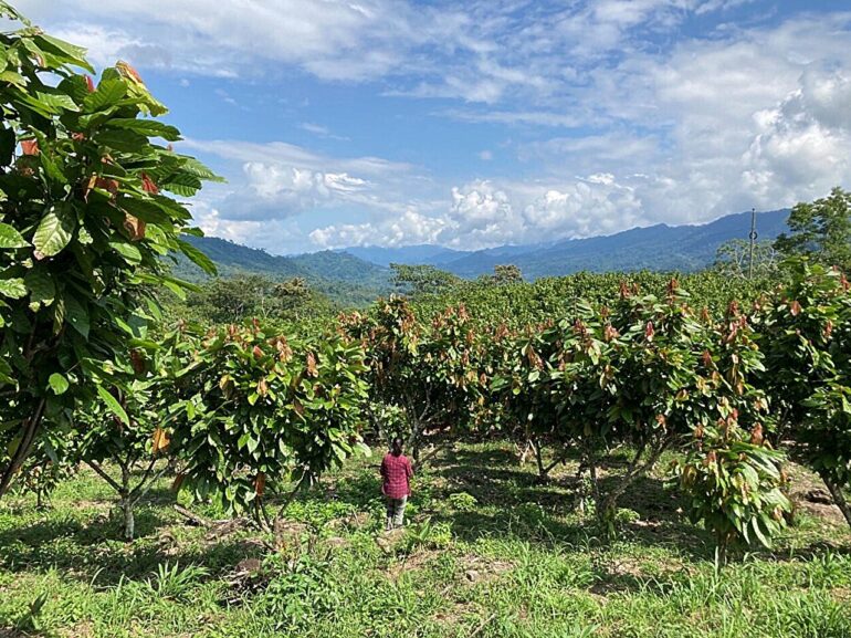 Overlooked tree crops are crucial for sustainable development ...