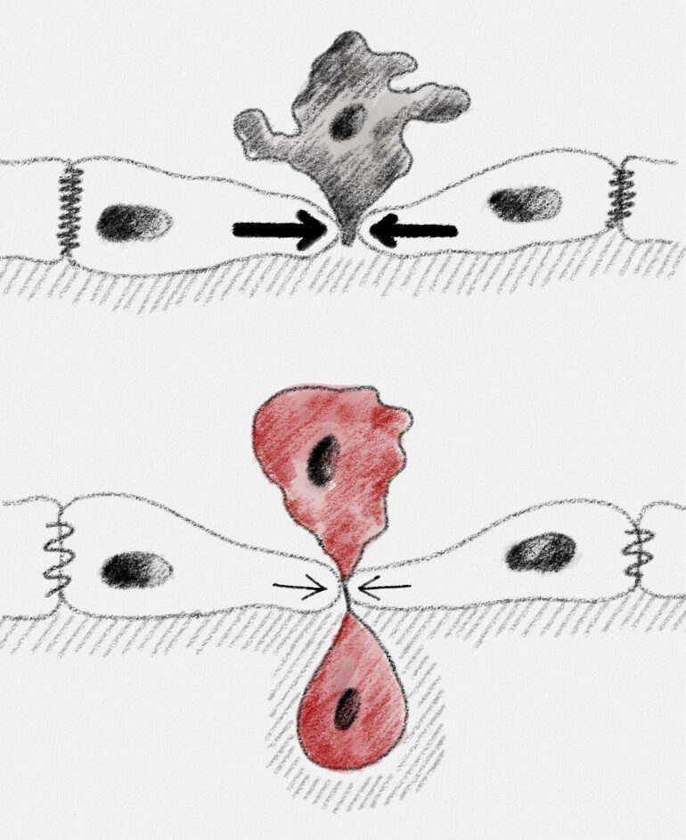 Physical signals as fate deciders: How mechanical forces extrude ...