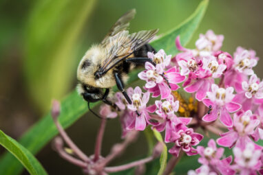 Planning for Spring's Garden? Bees Like Variety and Don't Care ...
