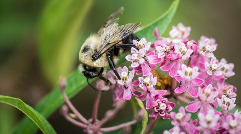 Planning for Spring's Garden? Bees Like Variety and Don't Care ...