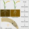 Plant hormones that help roots reach deeper water provide ...