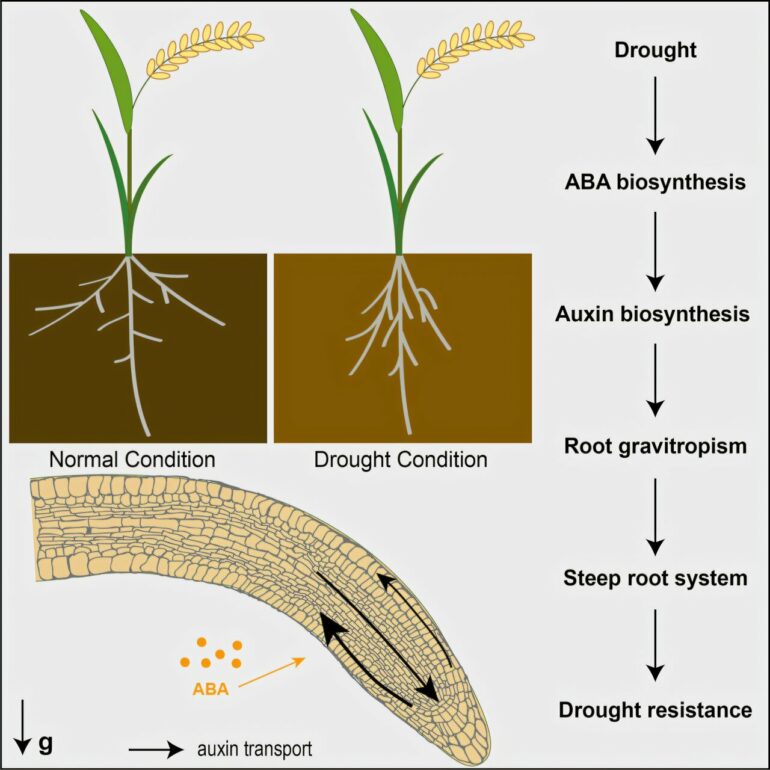 Plant hormones that help roots reach deeper water provide ...