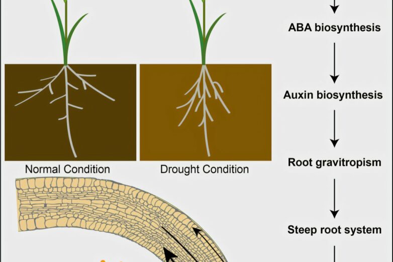 Plant hormones that help roots reach deeper water provide ...