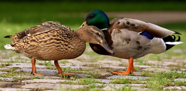 Polygamy is (not) for the birds: How different mating practices ...